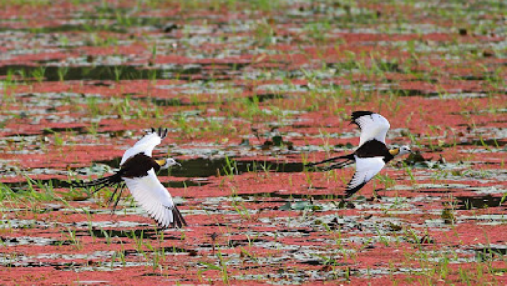 美濃湖水雉棲地據點觀察
